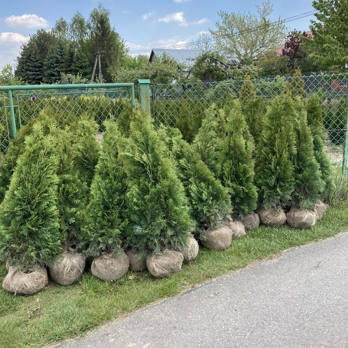 Tuje thuje Szmaragd OKAZJA