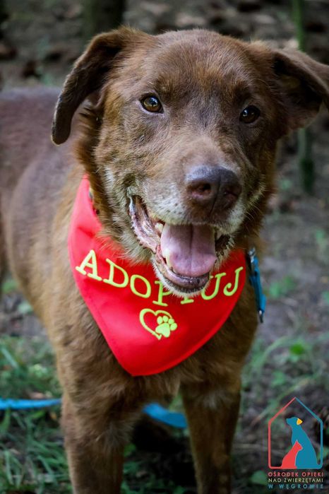 Cudowny Lagos - czekoladowe umaszczenie i serce pełne miłości