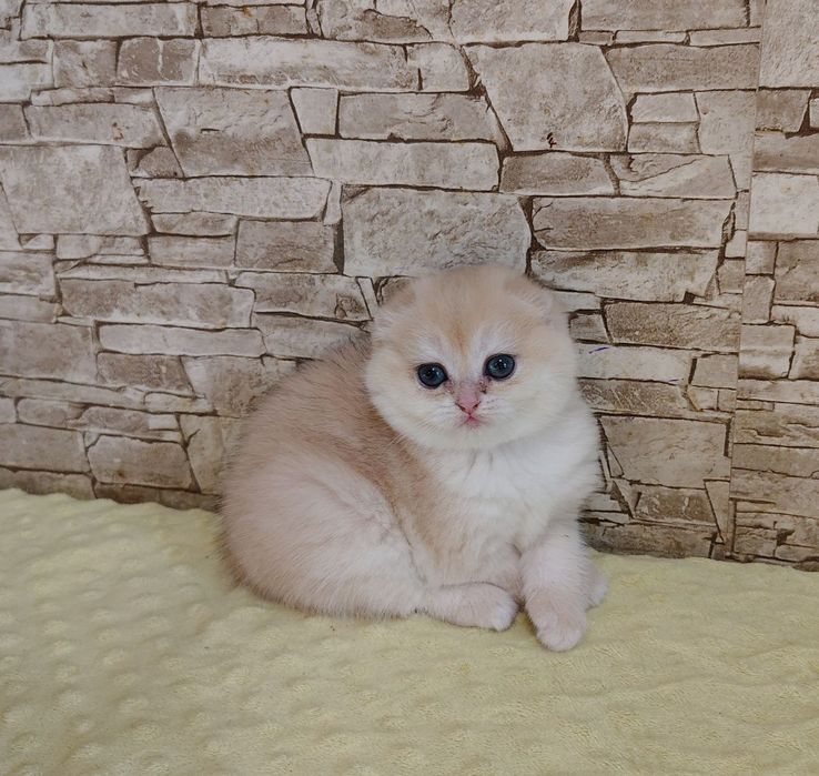 Шотландські кошенята