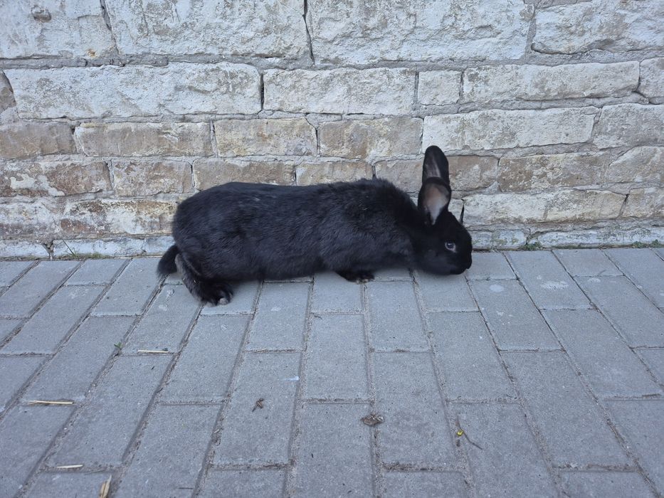 Królik belgijski samica