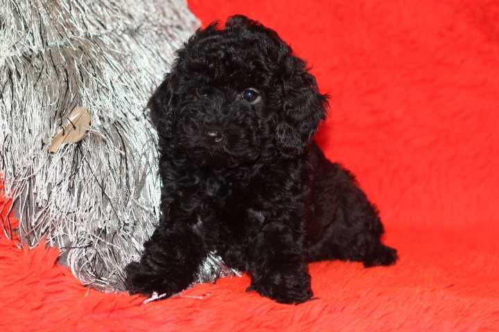 malutki piesek szczeniaczek pudelek miniaturowy