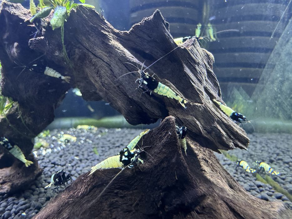 Krewerki Cardina Pinto Spotted Black