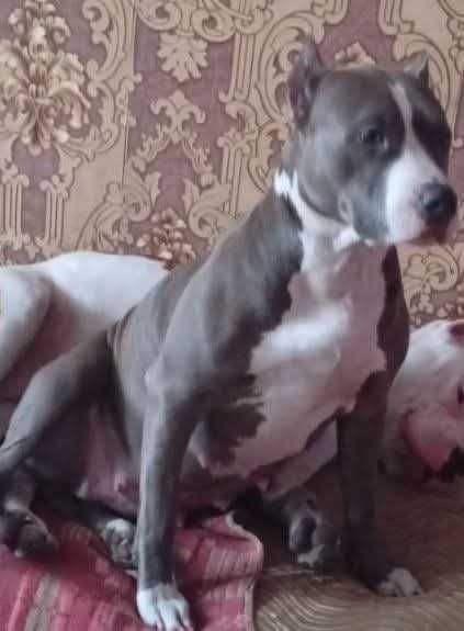Amstaff блакитна дівчинка 3 роки шукає господарів