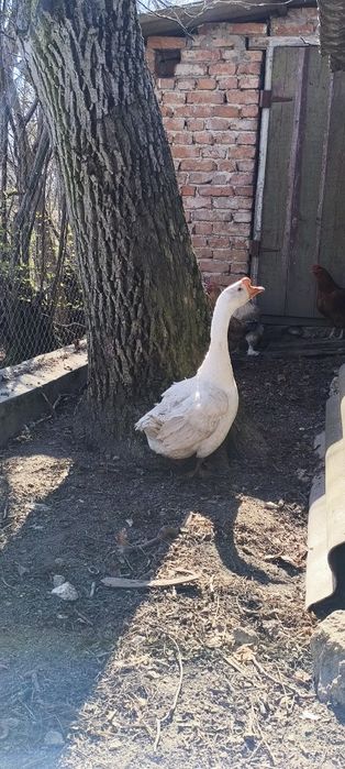 Гуси з домашньої господарки