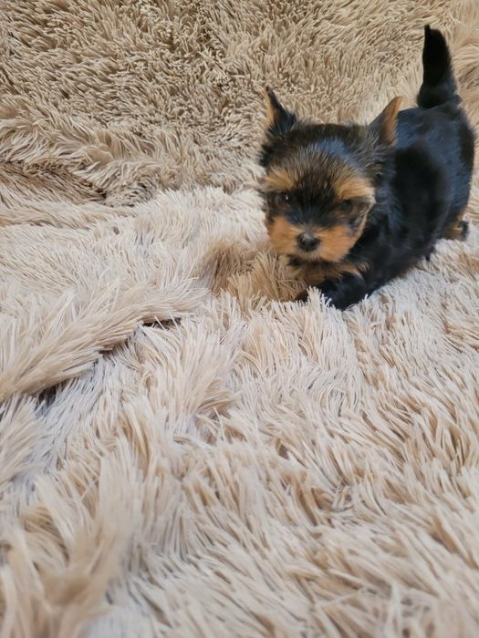 Yorkshire Terrier szczeniak