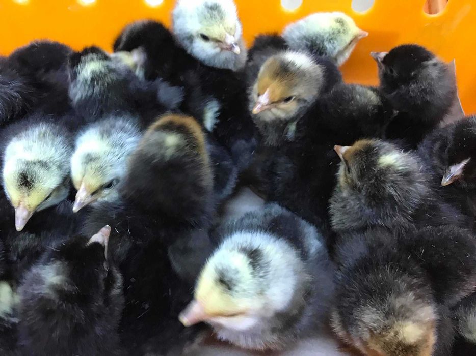 Kurczaki pisklęta nioski, brojlery, Leghorn, Greenshell, Sussex, Rosa