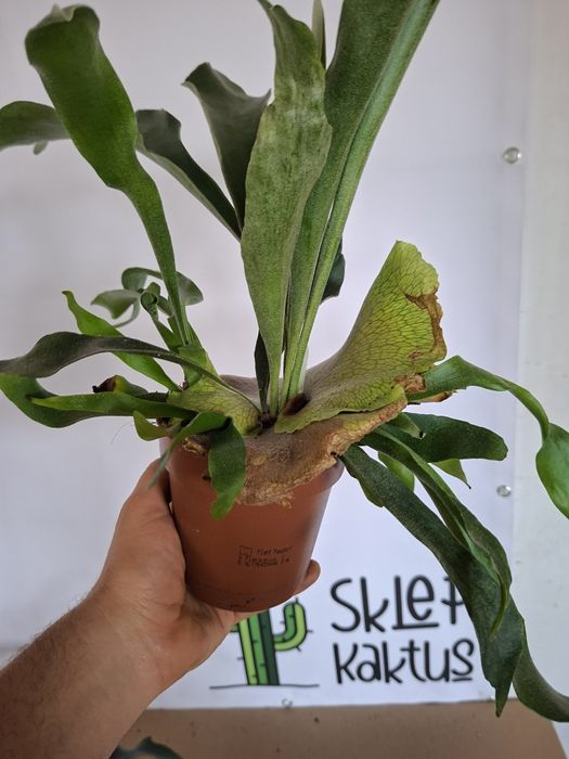 Platycerium (łosie rogi) rogi łosia, paproć, WYSYŁKA