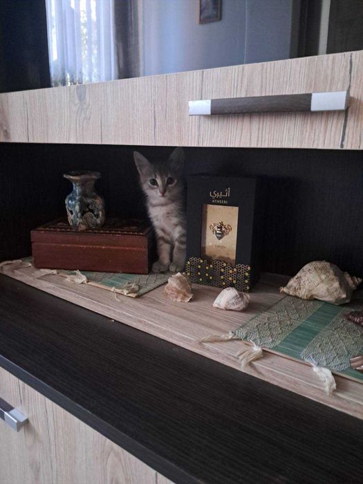 Кошеня в добрі руки