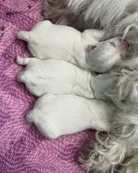 Вест хайленд вайт терьер