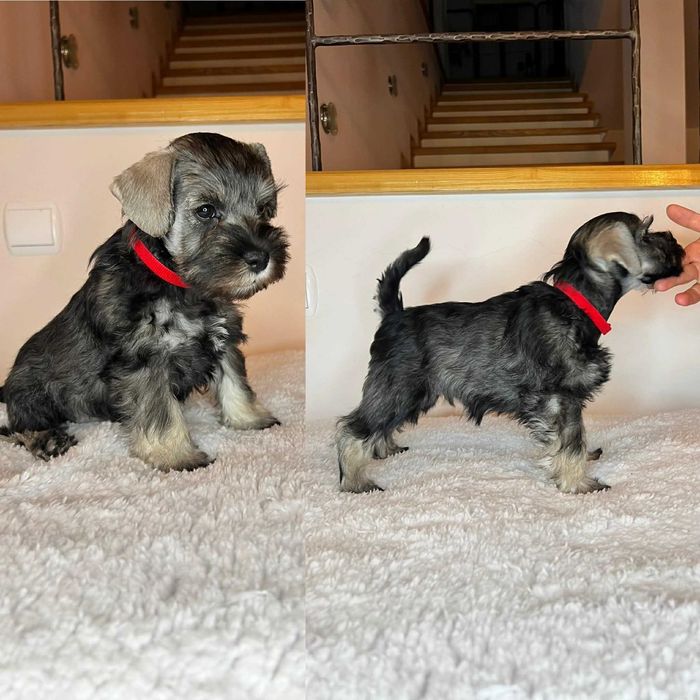 Sznaucer Miniaturowy Pieprz i Sól (ZKwP, FCI)