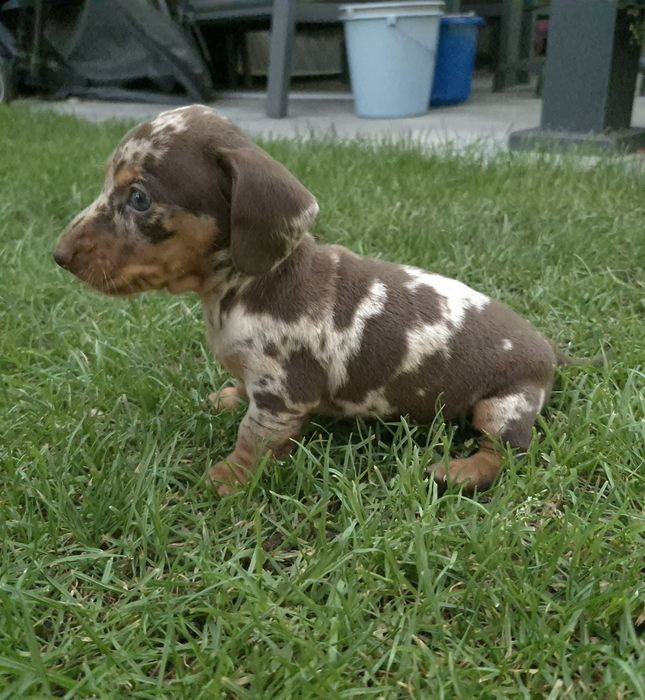 Jamnik standardowy krótkowłosy suczka red merle