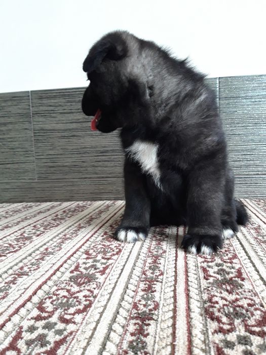 Акіта американська