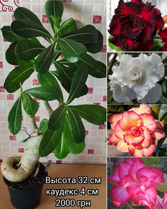 Адениум мультипрививка Taiwan Peony+Moran