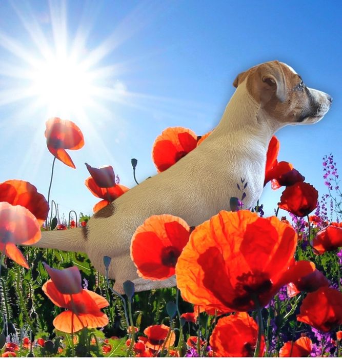 Клубні   малюки.