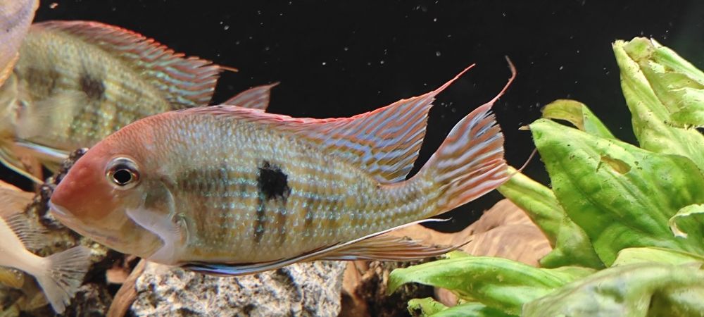 Ziemiojady geophagus Red head tapajos 3 sz