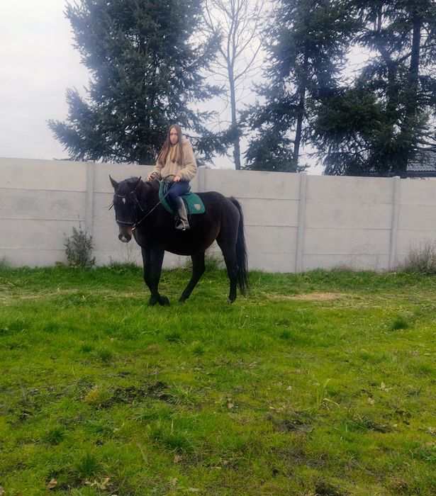 Wałach 15 lat szlachetnej półkrwi