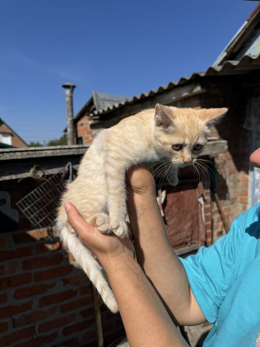 Кошеня шукає родину