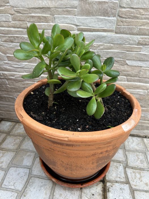 Vendo planta jade, bem enraizada.