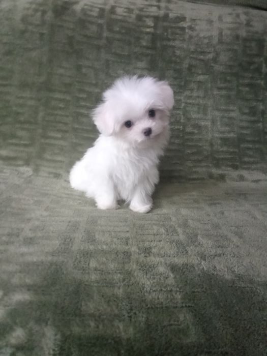 Щенки мальтийской болонки