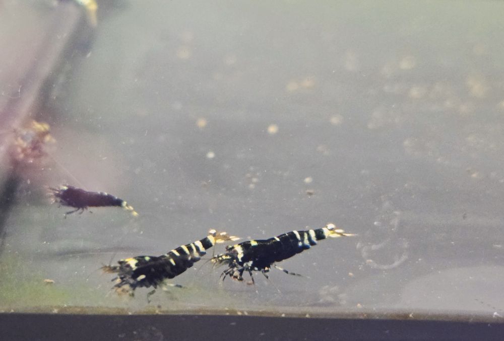 Krewetka Nanasi black (caridina)