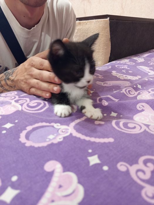 Котята в добрые руки бесплатно