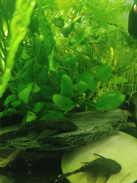 Sprzedam anubias