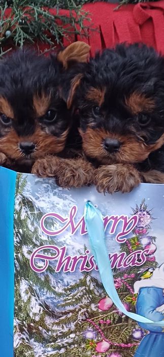 Класнючі дівчатка-йоркширський тер'єр.