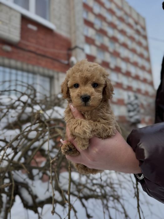 Мультяшні Мальтіпу Ф1/Ф2