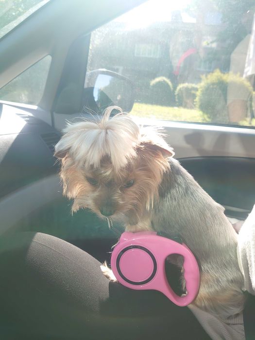 Доставка тварин, Перевезення тварин.. Полтава. Переїзд. Трансфер