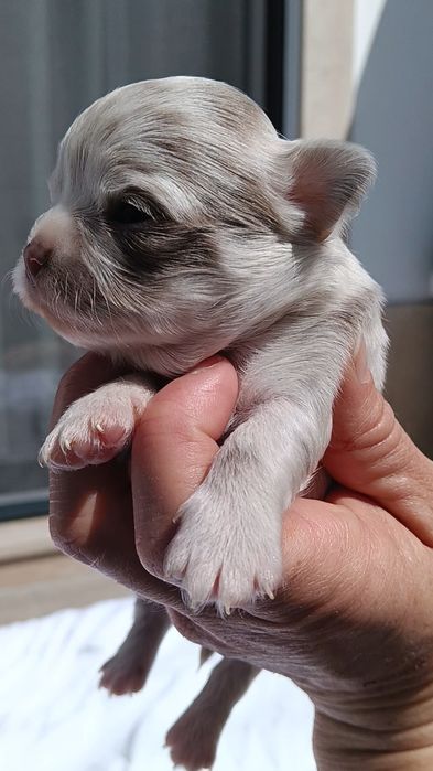 Chihuahua, macho de pêlo comprido arlequim Isabella