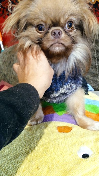 В'язка рудий пекінес