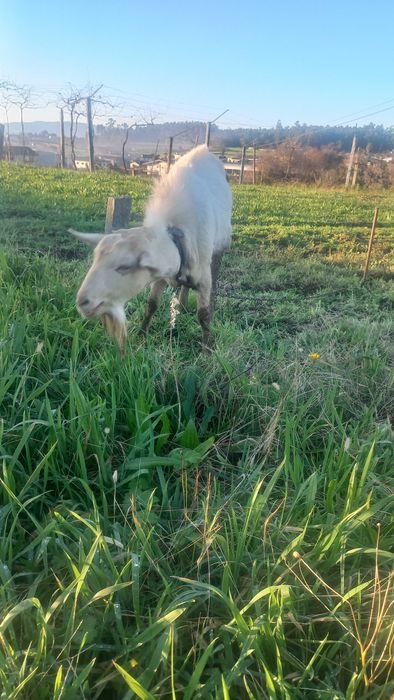 Cabrito de boa raça