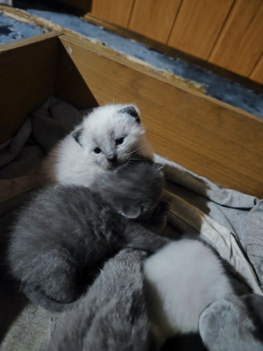 Кошенята Блю-поинт