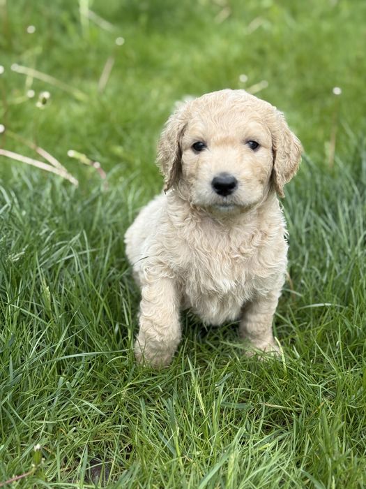 Карамельний лабрадудль (голдендудль/коббердог)