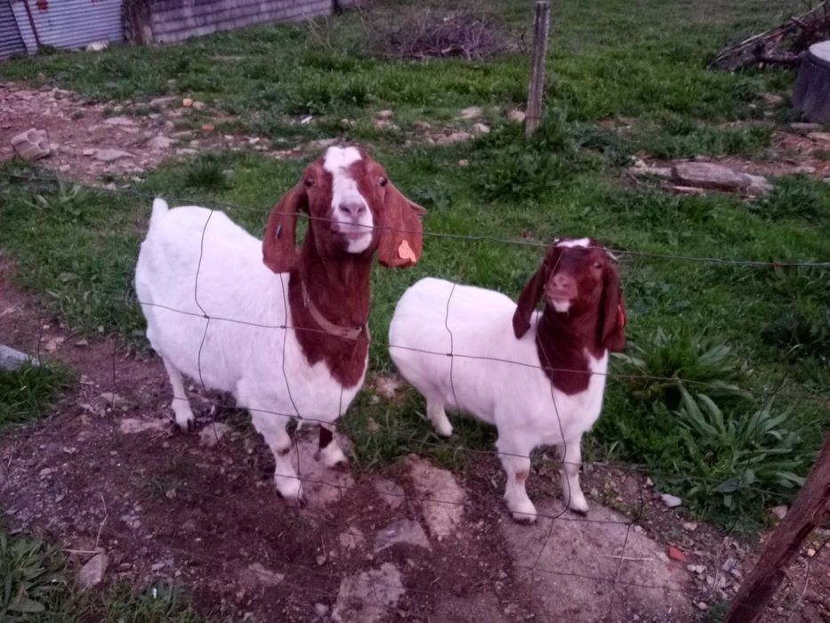 Vendo cabras boer puras