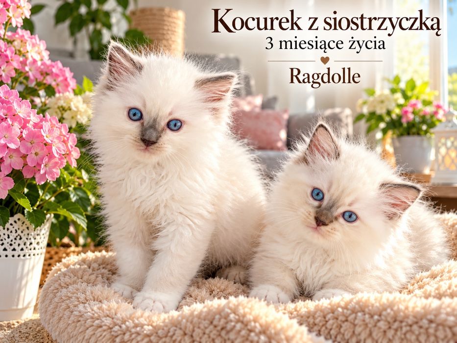 Ragdoll kotek Odbiór kociąt badania, rodowód, 25.09.26 odbiór
