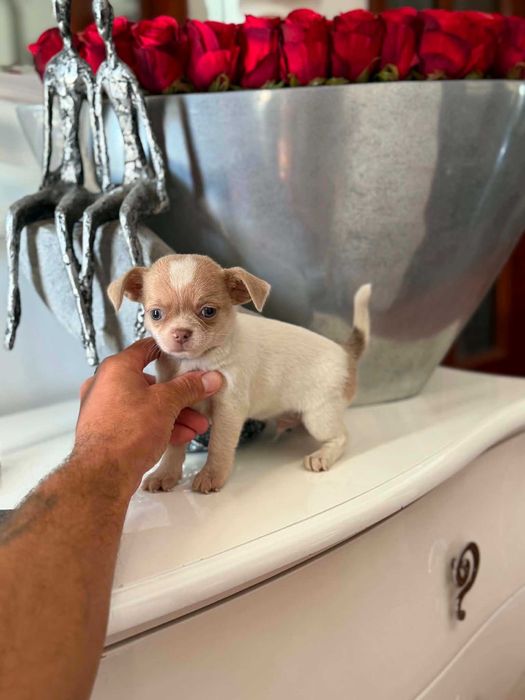 Chihuahua  Superminiatura MACHINHO BRANCO & IZABELLA com LOP E AFIXO