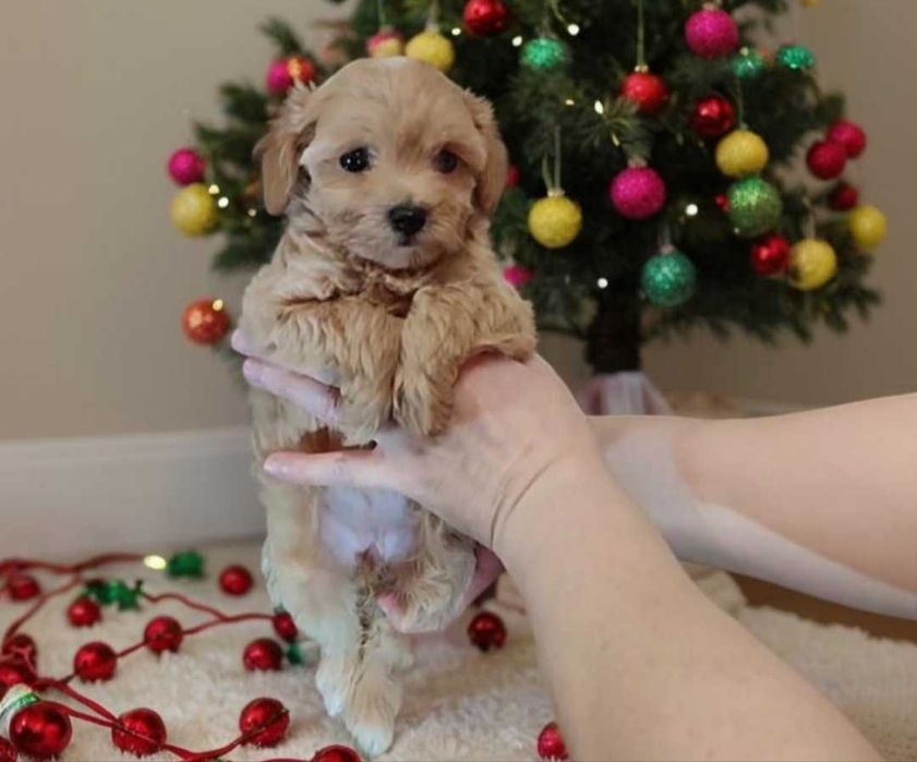 Девочка мальтипу. Мини.