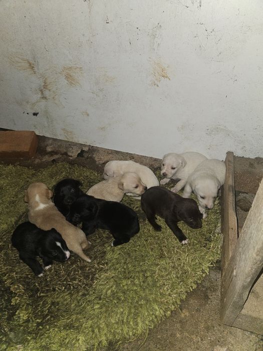 Cachorrinhos  Para Doar (todos doados)