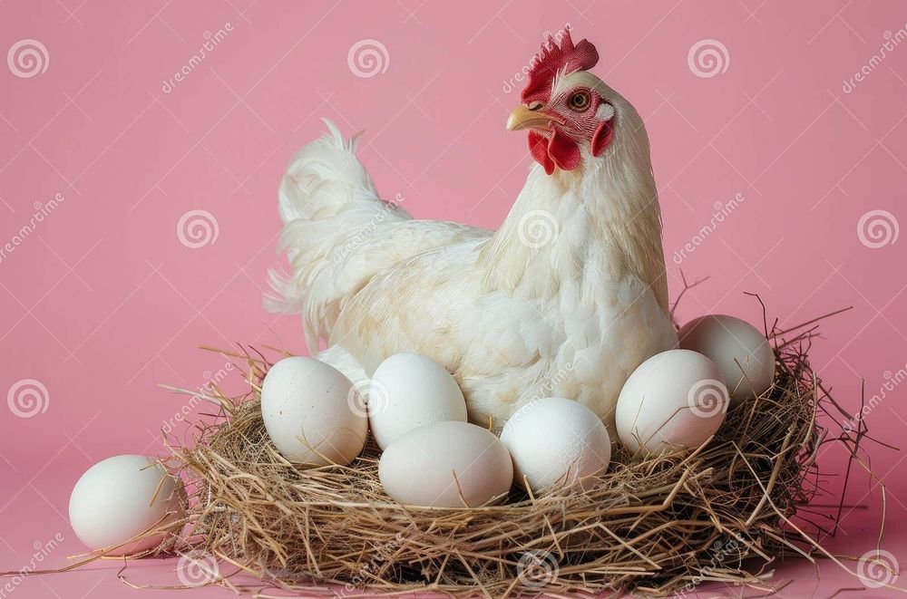 курочки несушки молодые Декалб Уайт куры несушки