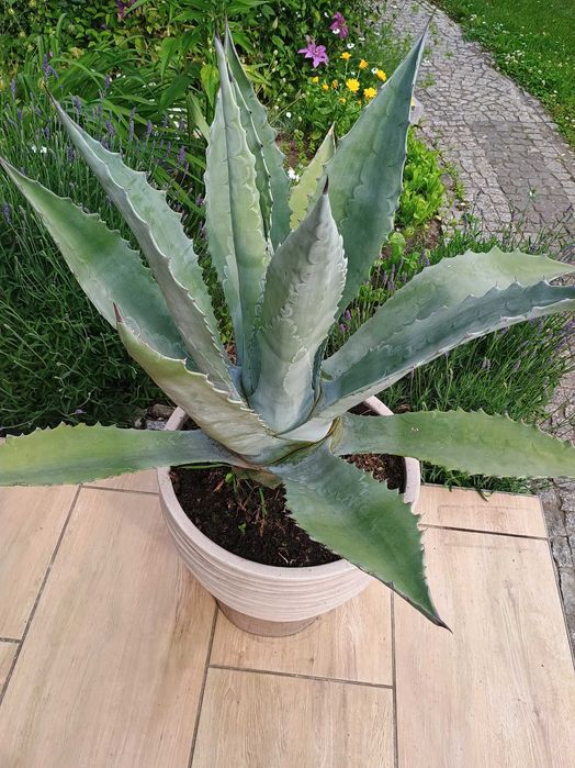 Agawa piękna, duża, zdrowa