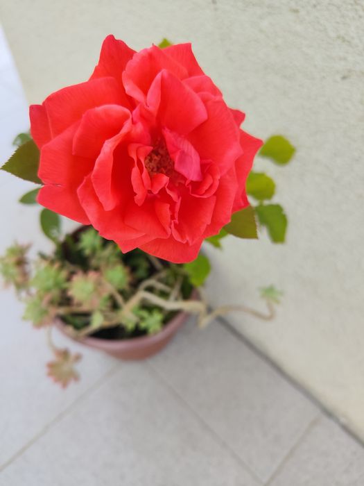 Vaso com Roseira
