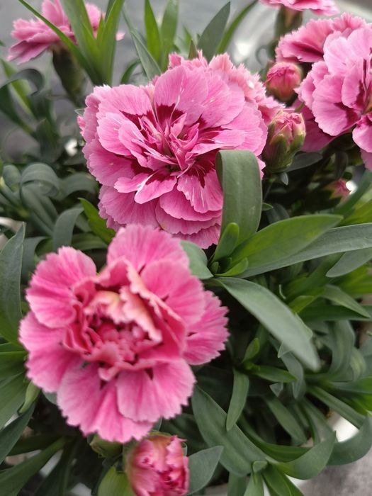 Бальзамін, гвоздика, ізолепис, алісум, сурфінія