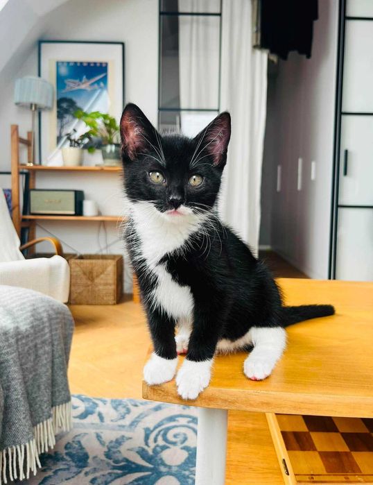piękne maluchy rozne do adopcji