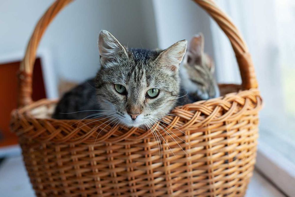 Віддам у добрі руки