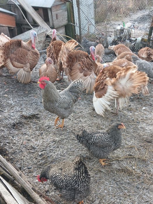 Яйця курочок Амброксів ,індиків Бурбонів