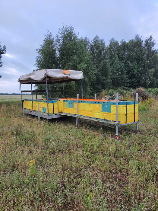 Pasieka wędrowna 36