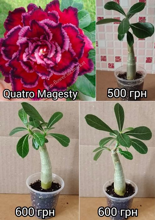 Адениум белый махровый Snow White