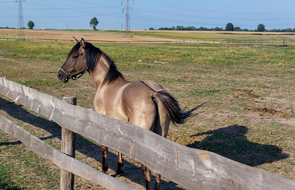 Sprzedam Ogiera Konika Polskiego