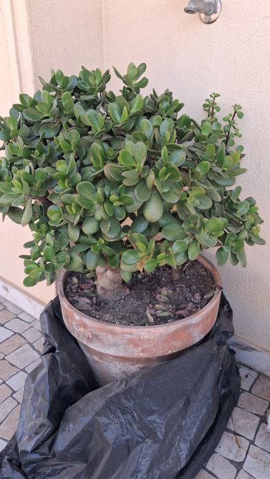 Planta natural suculenta grande muito bonita